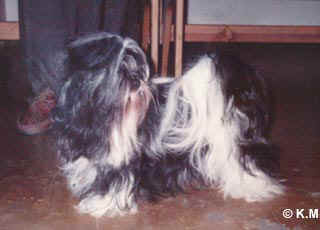 1981-80 FOSSELLA A-ABRACADABRA