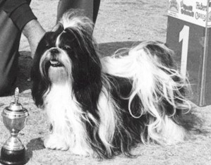 1984-82 SINIVERÄJÄN LIZA