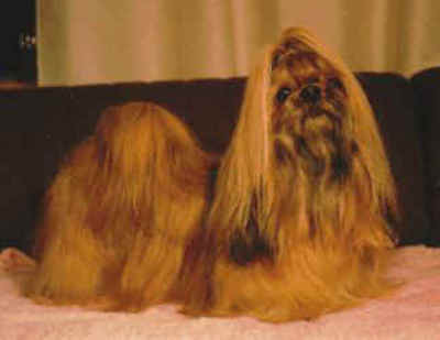 1986-85 BALITSHAN GOLDEN GEMSYBEE