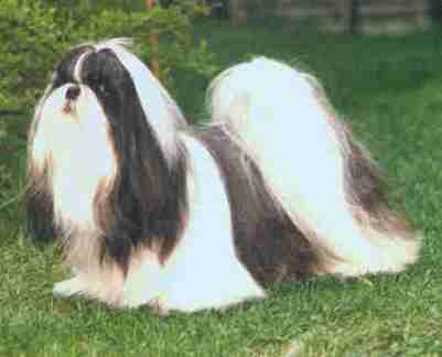 1988-87 BOREAS` CHINESE FALCON