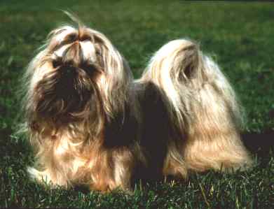 1990 Lhakang Cassius