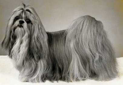 1990 SukiYakisDaintyVIP