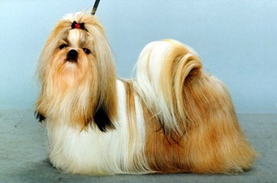 1994-96 BAM-WAM'S ATTRACT JULINETT