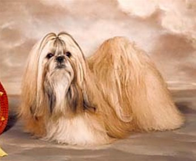 1997 TANGSE SON OF THE GUN