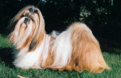 1998 MAI-TAI`S DAISY MAY