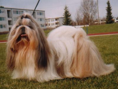 1999 BAM-WAM`S DANTE DOMINIO