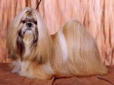 2001 TA MARIA RED ROUSER