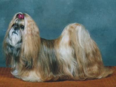 2003 TA MARIA DANCING MAY