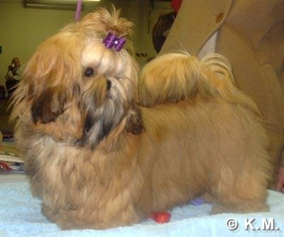 2003 Ta maria Manchu Queen Pentu