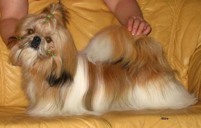 2004 MaiTaisLordOfTheDragonsPentu