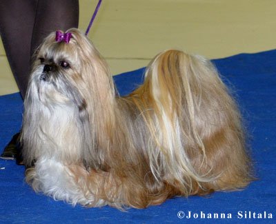 2004 TA MARIA DANCING MAY vet