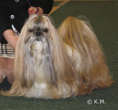 2005 TA MARIA DANCING MAY vet