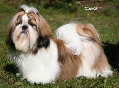 2006 Lovelion's Someone Like Me Peantu