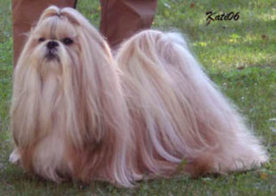 2006 TANGSE ROBIN FANTASY