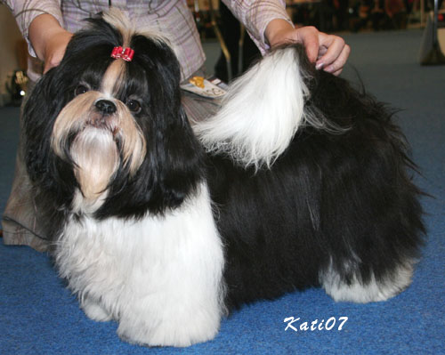 2007 KuminaamanSuklaaSydan pentu