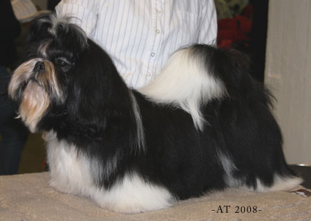 2008 CamelleGentlePanda pentu