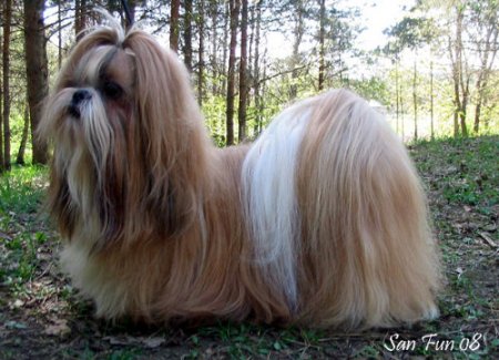 2008 MoffelinosCloseToYou vet1