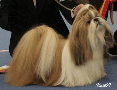 2009 TA MARIA SUGAR DADDY