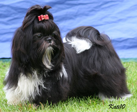 2010 JoKinsNorthernBlueberry pentu