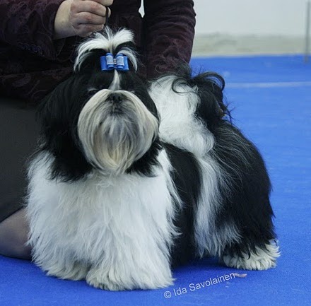 2011 SanFunMyBoyLollipop pentu