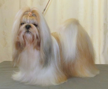 2012 ANMAR CORNELIUS vet