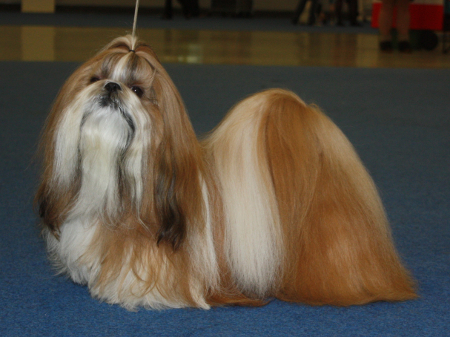 2012 TA MARIA SUGAR DADDY