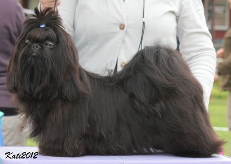 2012 ZecretNightPanther pentu