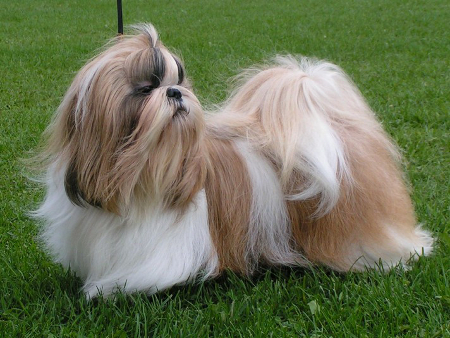 2013 JoKinsKisserKing