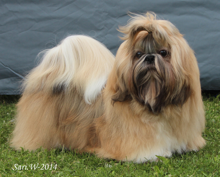 2014 CamelleCinnamonTouch pentu