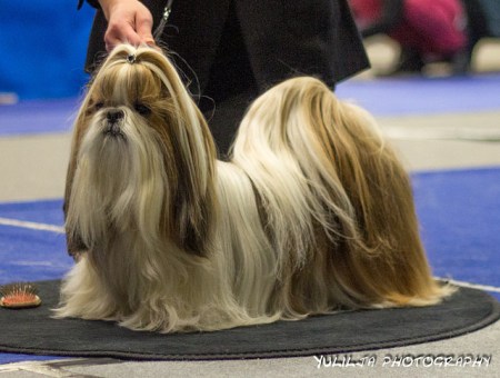 2015 TA MARIA STRACCIATELLA