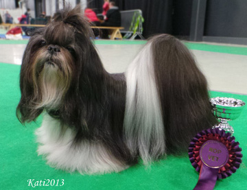 aFossellaIHaveADreamVet2013