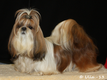 aTa Maria Stracciatella