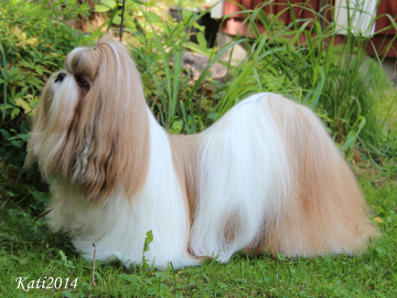 BESAMANO'S FOLLOW MEE GUYS