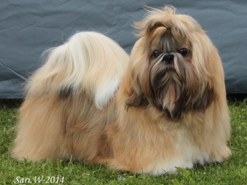 CAMELLE CINNAMON TOUCH