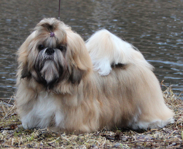 CAMELLE CINNAMON TOUCHpe