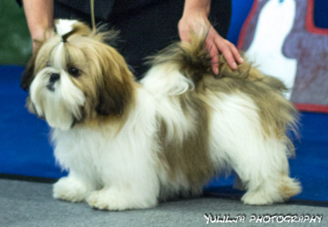 ClubShow08112015Artelino's Midsummer Madness