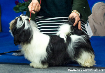 ClubShow08112015Jo-Kin's Shaken Not Stirred