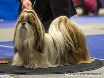 ClubShow08112015Ta Maria Stracciatella2