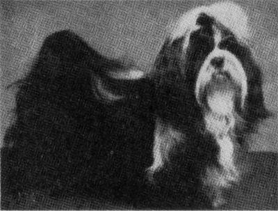 Edsville Fu Yung of Elanzo