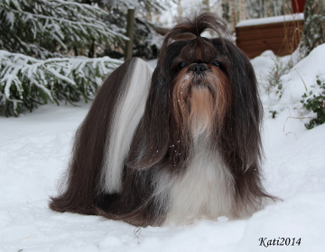 FOSSELLA I HAVE A DREAM