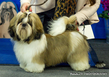 Jo-Kin's Vodka Aston Martini