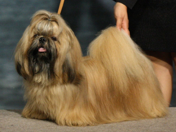 JO-KIN'S WAG THAT DUCKTAIL