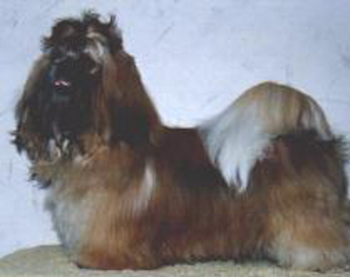 LIONESQUE CHANSON DAMOURpe