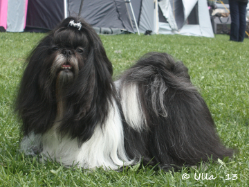 MATSUBA DIVINE FANTASY