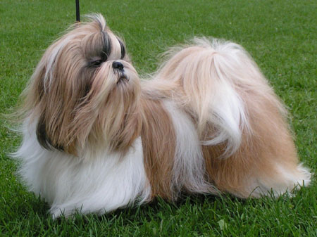 MINOLTA DIGITAL CAMERA