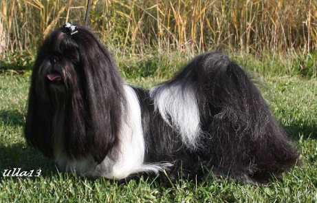 ST3MatsubaDivineFantasy