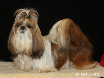 TA MARIA STRACCIATELLA