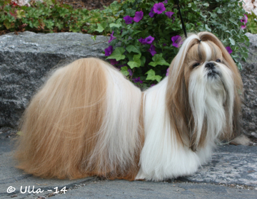 TA MARIA SUGAR DADDYvet