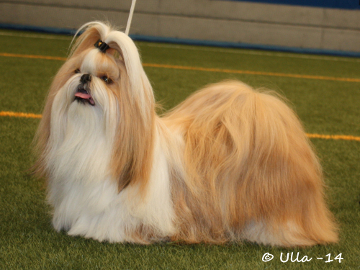 TA MARIA VANILLA DREAM