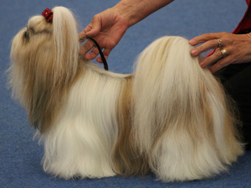 TELLENMUSSUKAT IKI KUKKA